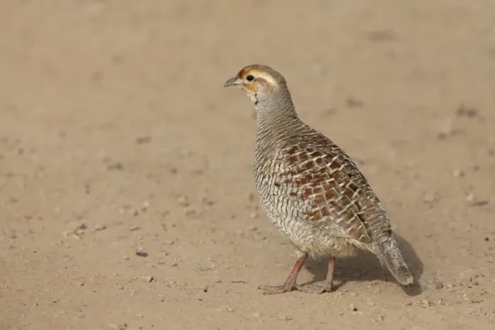 Framed Print : Grey Francolin (Francolinus pondicerianus) adult, standing on dry ground, Ranthambore N. P. Rajasthan, India Framed Print : Grey Francolin (Francolinus pondicerianus) adult, standing on dry ground, Ranthambore N. P. Rajasthan, India