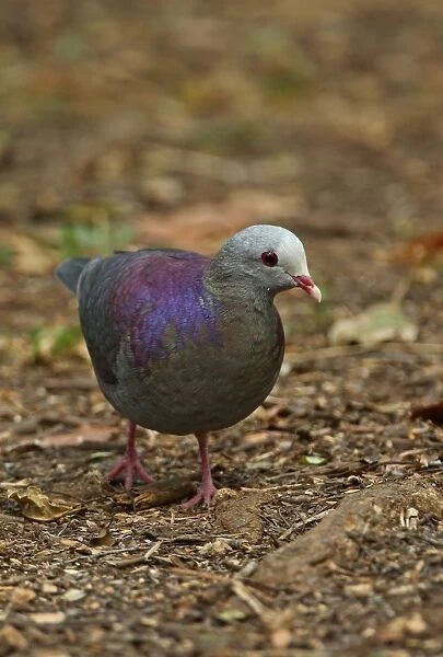 Grey-fronted Quail-dove (Geotrygon caniceps) adult, walking on forest floor, Zapata Peninsula, Matanzas Province, Cuba