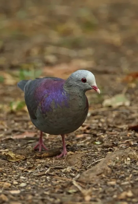 Framed Print : Grey-fronted Quail-dove (Geotrygon caniceps) adult, walking on forest floor, Zapata Peninsula, Matanzas Province, Cuba Framed Print : Grey-fronted Quail-dove (Geotrygon caniceps) adult, walking on forest floor, Zapata Peninsula, Matanzas Province, Cuba