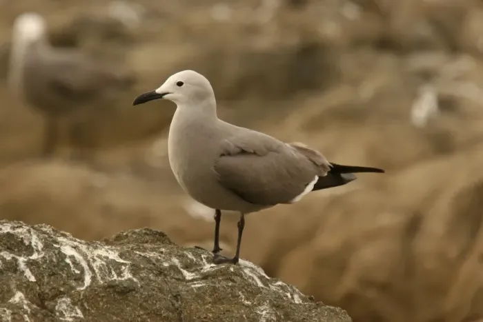 Framed Print : Grey Gull (Leucophaeus modestus) adult, standing on rock, Arica, Northern Chile, november