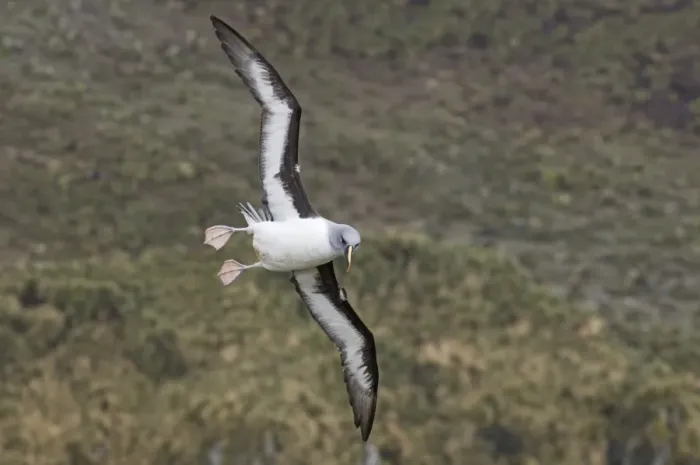 Framed Print : Grey-headed Albatross (Diomedea chrysostoma) adult, in flight, at coastal breeding cliffs, Elsehul, South Georgia, october