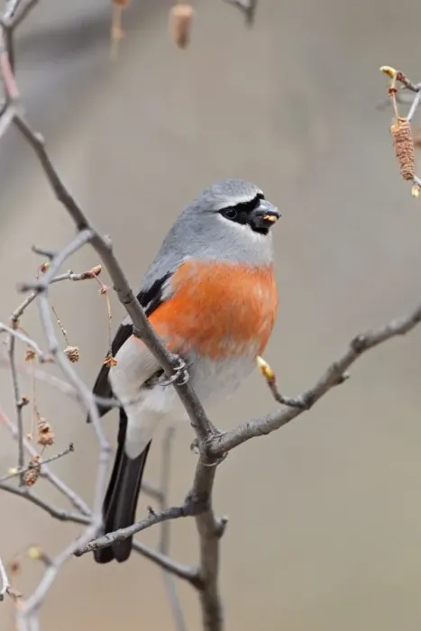 Framed Print : Grey-headed Bullfinch (Pyrrhula erythaca) adult male, feeding on seeds, perched on twig in alder tree, Yunnan, China, april Framed Print : Grey-headed Bullfinch (Pyrrhula erythaca) adult male, feeding on seeds, perched on twig in alder tree, Yunnan, China, april