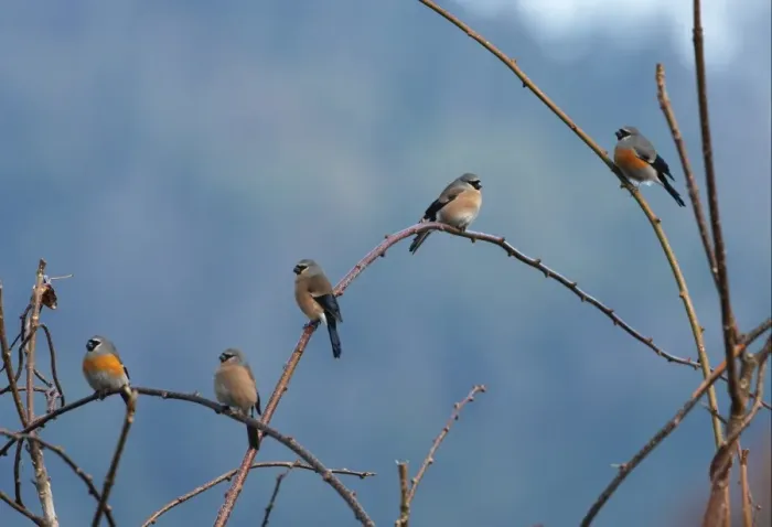 Framed Print : Grey-headed Bullfinch (Pyrrhula erythaca erythaca) flock, perched in bare tree, Eaglenest Wildlife Sanctuary, Arunachal Pradesh, India, january Framed Print : Grey-headed Bullfinch (Pyrrhula erythaca erythaca) flock, perched in bare tree, Eaglenest Wildlife Sanctuary, Arunachal Pradesh, India, january