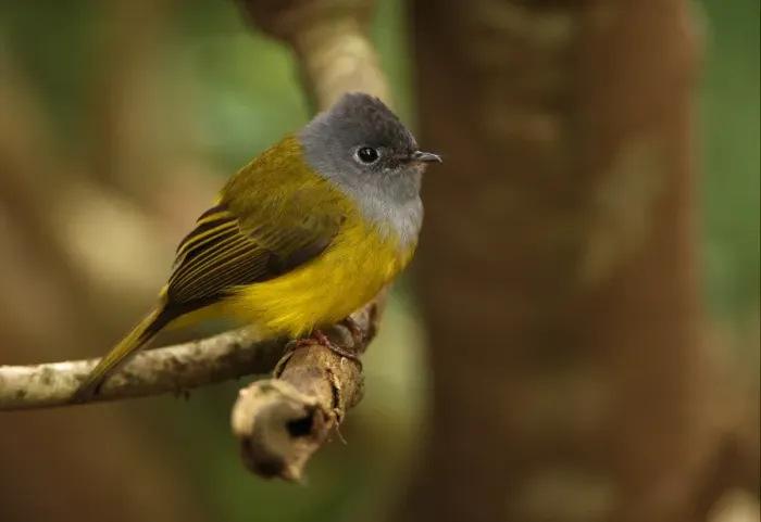 Framed Print : Grey-headed Canary-flycatcher (Culicicapa ceylonensis) adult, perched on branch, Victoria Park, Nuwara Eliya, Sri Lanka, december Framed Print : Grey-headed Canary-flycatcher (Culicicapa ceylonensis) adult, perched on branch, Victoria Park, Nuwara Eliya, Sri Lanka, december