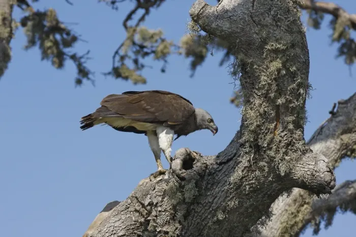 Framed Print : Grey-headed Fish-eagle (Ichthyophaga ichthyaetus) adult, feeding on fish catch, perched in tree, Bundala N. P
