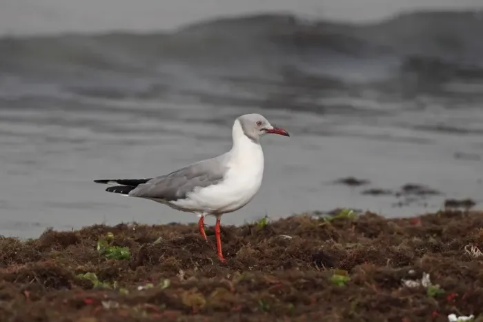 Framed Print : Grey-headed Gull (Chroicocephalus cirrocephalus) adult, breeding plumage, standing amongst seaweed on beach Framed Print : Grey-headed Gull (Chroicocephalus cirrocephalus) adult, breeding plumage, standing amongst seaweed on beach