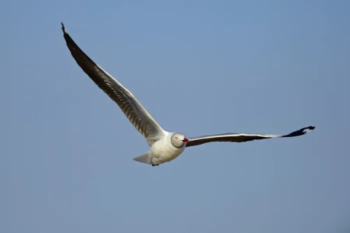 Framed Print : Grey-headed Gull (Chroicocephalus cirrocephalus) adult, breeding plumage, in flight, Chobe River, Chobe N. P Framed Print : Grey-headed Gull (Chroicocephalus cirrocephalus) adult, breeding plumage, in flight, Chobe River, Chobe N. P