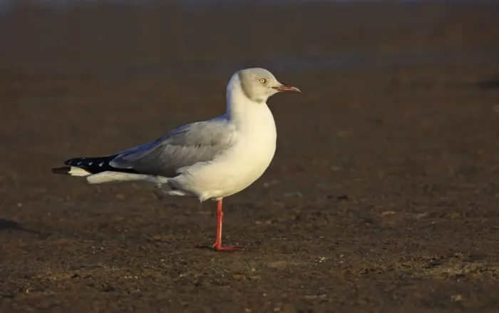 Framed Print : Grey-headed Gull (Chroicocephalus cirrocephalus) adult, breeding plumage, standing on one leg in late afternoon Framed Print : Grey-headed Gull (Chroicocephalus cirrocephalus) adult, breeding plumage, standing on one leg in late afternoon