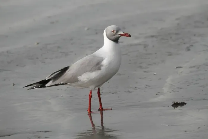 Framed Print : Grey-headed Gull (Larus cirrocephalus) adult, standing on beach, Gambia, january Framed Print : Grey-headed Gull (Larus cirrocephalus) adult, standing on beach, Gambia, january