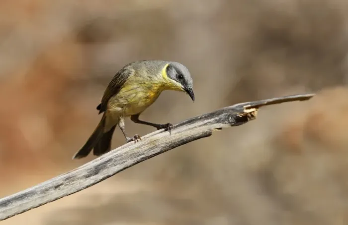 Framed Print : Grey-headed Honeyeater (Lichenostomus keartlandi) adult, perched on twig, Ormiston Gorge, West MacDonnell N. P