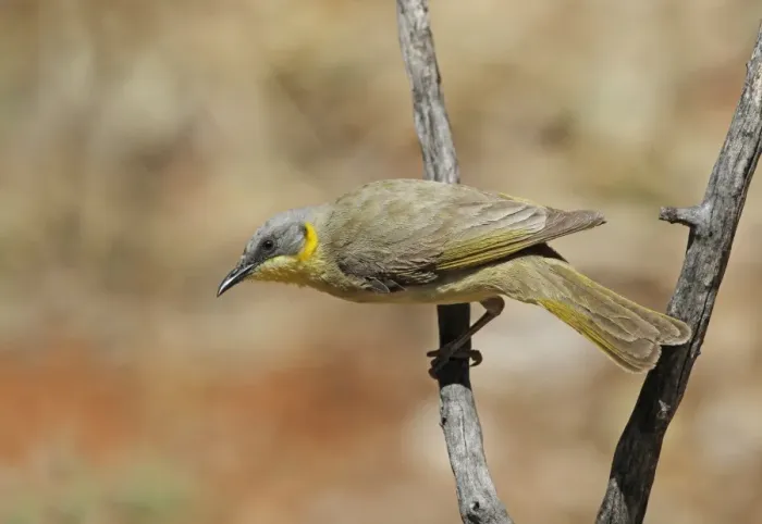 Framed Print : Grey-headed Honeyeater (Lichenostomus keartlandi) adult, perched on twig, Ormiston Gorge, West MacDonnell N. P Framed Print : Grey-headed Honeyeater (Lichenostomus keartlandi) adult, perched on twig, Ormiston Gorge, West MacDonnell N. P