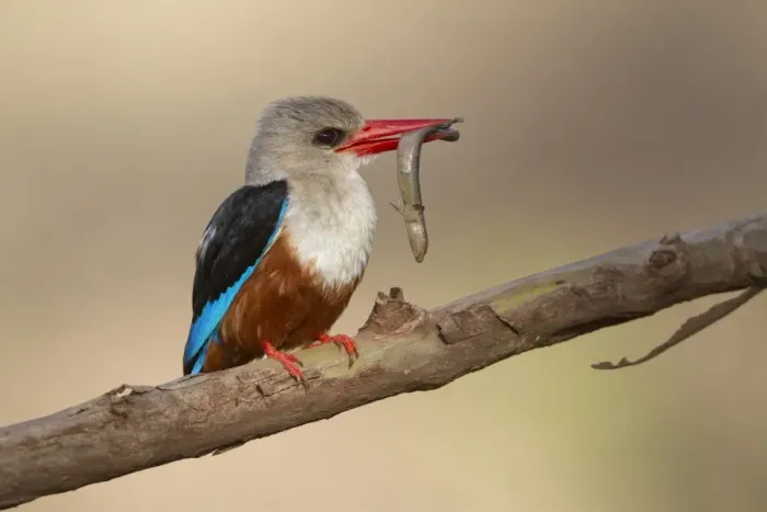 Framed Print : Grey-headed Kingfisher (Halcyon leucocephala) adult, with skink in beak, perched on branch, Lake Manyara N. P. Tanzania, november Framed Print : Grey-headed Kingfisher (Halcyon leucocephala) adult, with skink in beak, perched on branch, Lake Manyara N. P. Tanzania, november