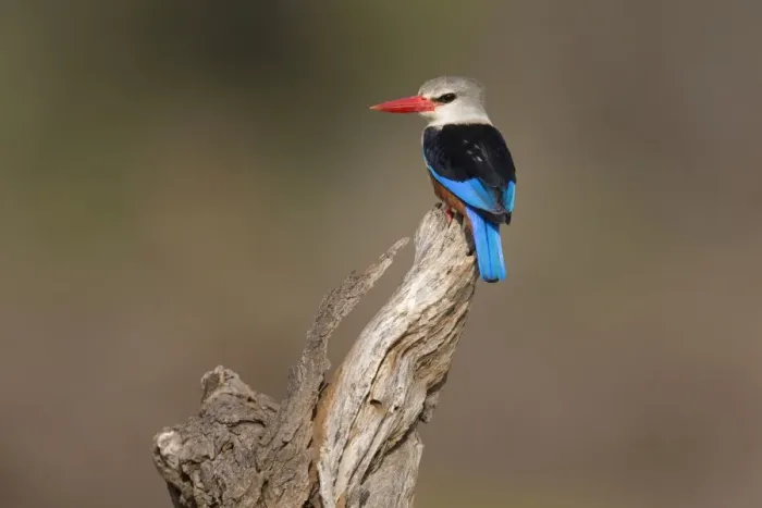 Framed Print : Grey-headed Kingfisher (Halcyon leucocephala) adult, perched on branch, Samburu National Reserve, Kenya, August Framed Print : Grey-headed Kingfisher (Halcyon leucocephala) adult, perched on branch, Samburu National Reserve, Kenya, August