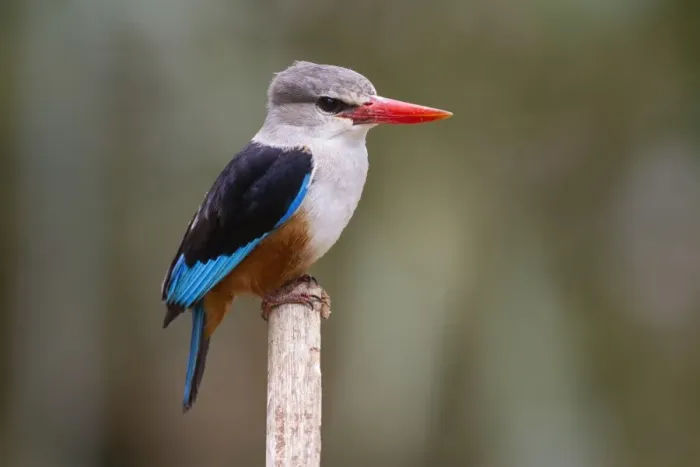 Framed Print : Grey-headed Kingfisher (Halcyon leucocephala) adult, perched on stick, Samburu National Reserve, Kenya, August Framed Print : Grey-headed Kingfisher (Halcyon leucocephala) adult, perched on stick, Samburu National Reserve, Kenya, August