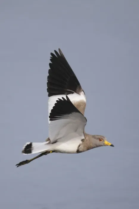 Framed Print : Grey-headed Lapwing (Vanellus cinereus) adult, in flight, Hong Kong, China, november Framed Print : Grey-headed Lapwing (Vanellus cinereus) adult, in flight, Hong Kong, China, november