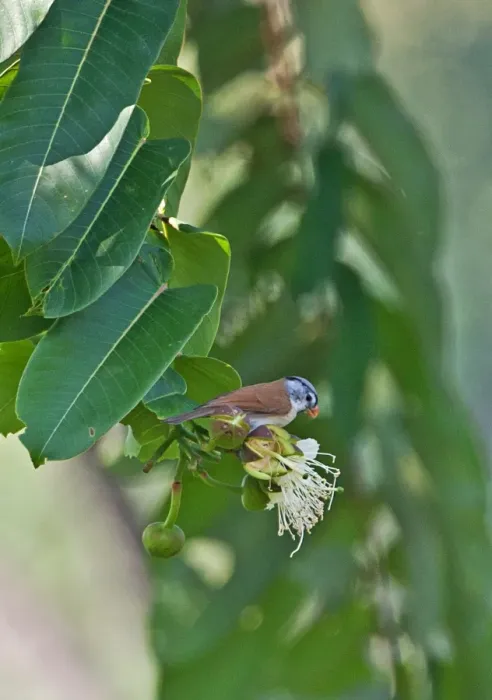 Framed Print : Grey-headed Parrotbill (Paradoxornis gularis transfluvialis) adult, feeding on flowering tree, Arunachal Pradesh, India, february