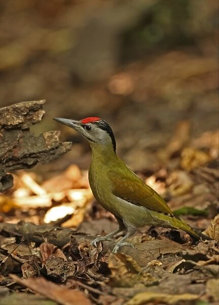 Grey-headed Woodpecker (Picus canus hessei) adult male, standing on forest floor, Kaeng Krachan N. P. Thailand, november