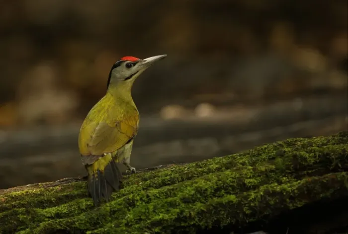 Framed Print : Grey-headed Woodpecker (Picus canus hessei) adult male, standing on mossy log, Kaeng Krachan N. P. Thailand, november Framed Print : Grey-headed Woodpecker (Picus canus hessei) adult male, standing on mossy log, Kaeng Krachan N. P. Thailand, november