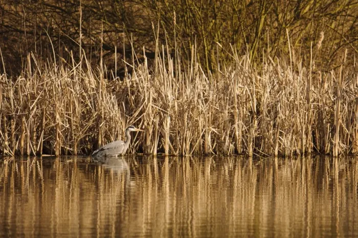 Framed Print : Grey Heron (Ardea cinerea) adult, hunting in water at edge of reedbed, Upton Warren, Warwickshire, England, March Framed Print : Grey Heron (Ardea cinerea) adult, hunting in water at edge of reedbed, Upton Warren, Warwickshire, England, March