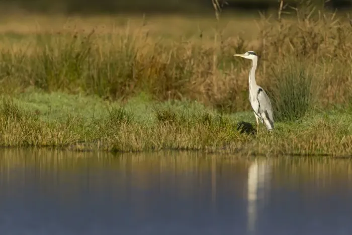Framed Print : Grey Heron (Ardea cinerea) adult, standing at edge of water, Suffolk, England, November Framed Print : Grey Heron (Ardea cinerea) adult, standing at edge of water, Suffolk, England, November