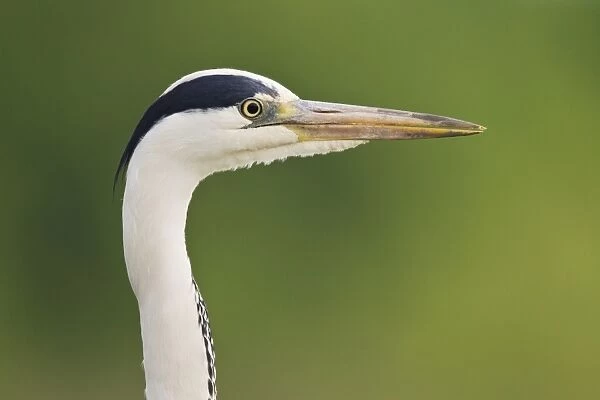 Grey Heron (Ardea cinerea) adult, close-up of head and neck, Hortobagy N. P. Hungary, April