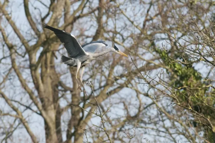 Framed Print : Grey Heron (Ardea cinerea) adult, in flight, landing at nestsite in tree, Kelsey Park, Beckenham, London, England, march Framed Print : Grey Heron (Ardea cinerea) adult, in flight, landing at nestsite in tree, Kelsey Park, Beckenham, London, England, march
