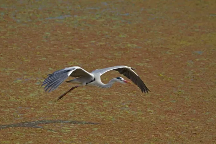 Framed Print : Grey Heron (Ardea cinerea) adult, in flight over water, Keoladeo Ghana N. P. (Bharatpur), Rajasthan, India Framed Print : Grey Heron (Ardea cinerea) adult, in flight over water, Keoladeo Ghana N. P. (Bharatpur), Rajasthan, India