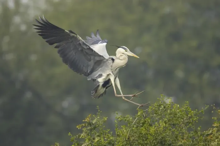 Framed Print : Grey Heron (Ardea cinerea) adult, in flight, landing in tree, Keoladeo Ghana N. P. (Bharatpur), Rajasthan, India Framed Print : Grey Heron (Ardea cinerea) adult, in flight, landing in tree, Keoladeo Ghana N. P. (Bharatpur), Rajasthan, India