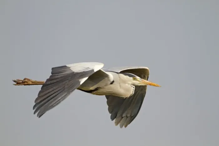 Framed Print : Grey Heron (Ardea cinerea) adult, in flight, Keoladeo Ghana N. P. (Bharatpur), Rajasthan, India Framed Print : Grey Heron (Ardea cinerea) adult, in flight, Keoladeo Ghana N. P. (Bharatpur), Rajasthan, India
