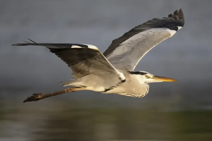 Framed Print : Grey Heron (Ardea cinerea) adult, in flight over water, Nam Sang Wai, Hong Kong, China, october Framed Print : Grey Heron (Ardea cinerea) adult, in flight over water, Nam Sang Wai, Hong Kong, China, october