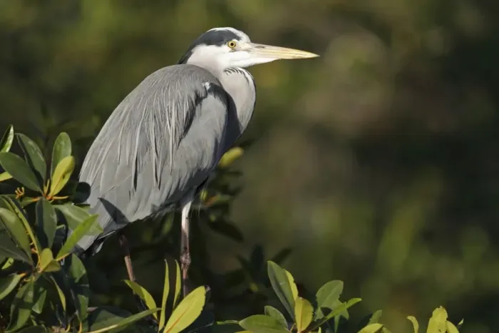 Framed Print : Grey Heron (Ardea cinerea) adult, perched in mangrove, Gambia, january Framed Print : Grey Heron (Ardea cinerea) adult, perched in mangrove, Gambia, january