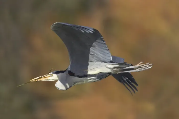 Framed Print : Grey Heron (Ardea cinerea) adult, in flight, with sticks in beak, collecting nesting material, Hertfordshire, England Framed Print : Grey Heron (Ardea cinerea) adult, in flight, with sticks in beak, collecting nesting material, Hertfordshire, England