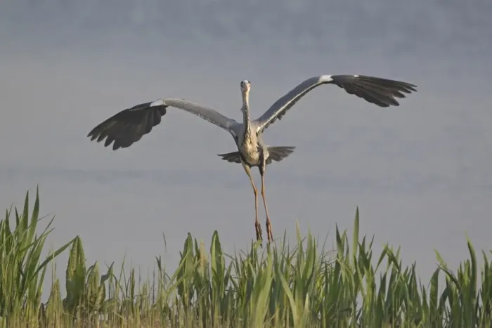 Framed Print : Grey Heron (Ardea cinerea) adult, in flight over reedbed, Minsmere RSPB Reserve, Suffolk, England, april Framed Print : Grey Heron (Ardea cinerea) adult, in flight over reedbed, Minsmere RSPB Reserve, Suffolk, England, april