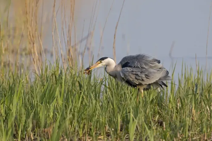 Framed Print : Grey Heron (Ardea cinerea) adult, feeding, with Perch (Perca fluviatilis) prey in beak, standing amongst fresh reedbed growth, Minsmere RSPB Reserve, Suffolk, England, april Framed Print : Grey Heron (Ardea cinerea) adult, feeding, with Perch (Perca fluviatilis) prey in beak, standing amongst fresh reedbed growth, Minsmere RSPB Reserve, Suffolk, England, april