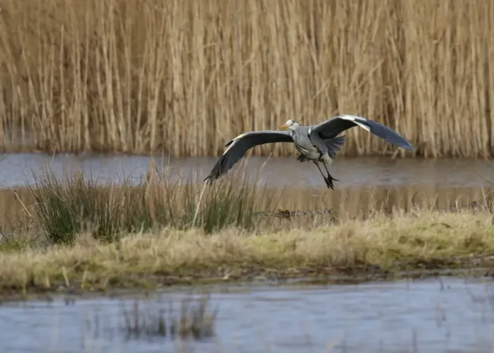 Framed Print : Grey Heron (Ardea cinerea) adult, in flight over wetland, Mersehead RSPB Reserve, Dumfries and Galloway, Scotland, february Framed Print : Grey Heron (Ardea cinerea) adult, in flight over wetland, Mersehead RSPB Reserve, Dumfries and Galloway, Scotland, february