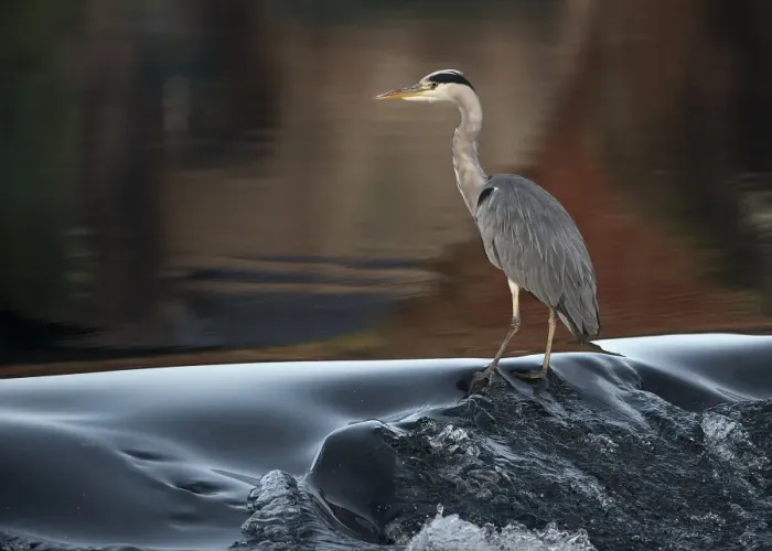 Framed Print : Grey Heron (Ardea cinerea) adult, standing in river, River Nith, Dumfries and Galloway, Scotland, October Framed Print : Grey Heron (Ardea cinerea) adult, standing in river, River Nith, Dumfries and Galloway, Scotland, October