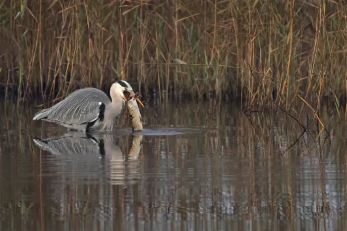 Framed Print : Grey Heron (Ardea cinerea) adult, feeding, with Northern Pike (Esox lucius) catch in beak, Strumpshaw Fen RSPB Reserve Framed Print : Grey Heron (Ardea cinerea) adult, feeding, with Northern Pike (Esox lucius) catch in beak, Strumpshaw Fen RSPB Reserve