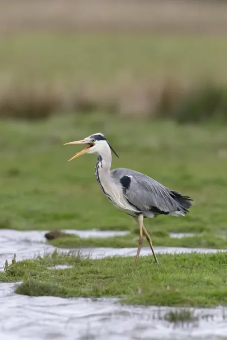 Framed Print : Grey Heron (Ardea cinerea) adult, with beak open, walking at edge of water on marshland, Suffolk, England, May Framed Print : Grey Heron (Ardea cinerea) adult, with beak open, walking at edge of water on marshland, Suffolk, England, May
