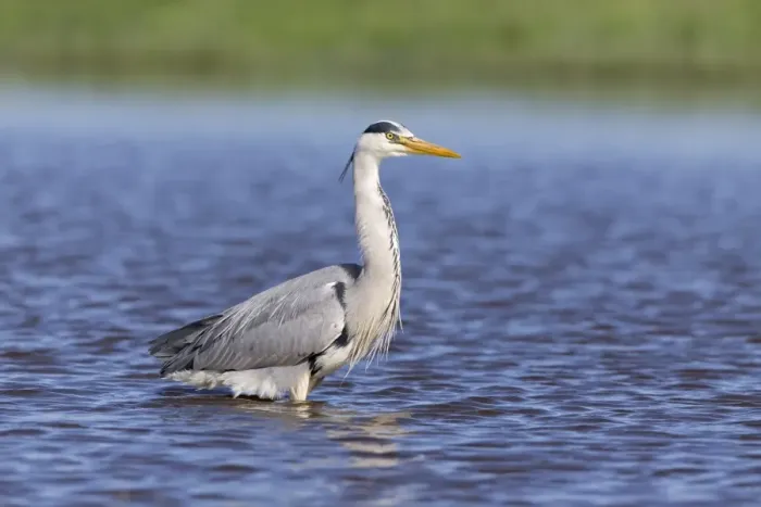 Framed Print : Grey Heron (Ardea cinerea) adult, standing in pond, Suffolk, England, May Framed Print : Grey Heron (Ardea cinerea) adult, standing in pond, Suffolk, England, May
