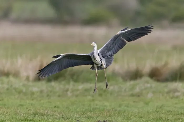 Framed Print : Grey Heron (Ardea cinerea) adult, in flight, with alulas raised, landing on marshland, Suffolk, England, May Framed Print : Grey Heron (Ardea cinerea) adult, in flight, with alulas raised, landing on marshland, Suffolk, England, May
