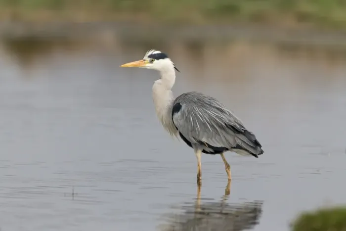 Framed Print : Grey Heron (Ardea cinerea) adult, standing in pond, Suffolk, England, May Framed Print : Grey Heron (Ardea cinerea) adult, standing in pond, Suffolk, England, May