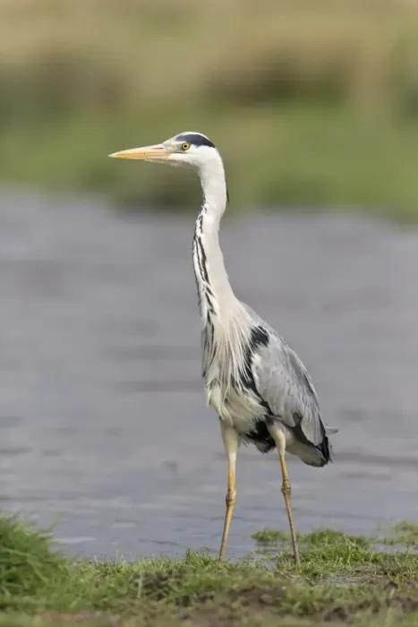 Framed Print : Grey Heron (Ardea cinerea) adult, standing at edge of water in marshland, Suffolk, England, May