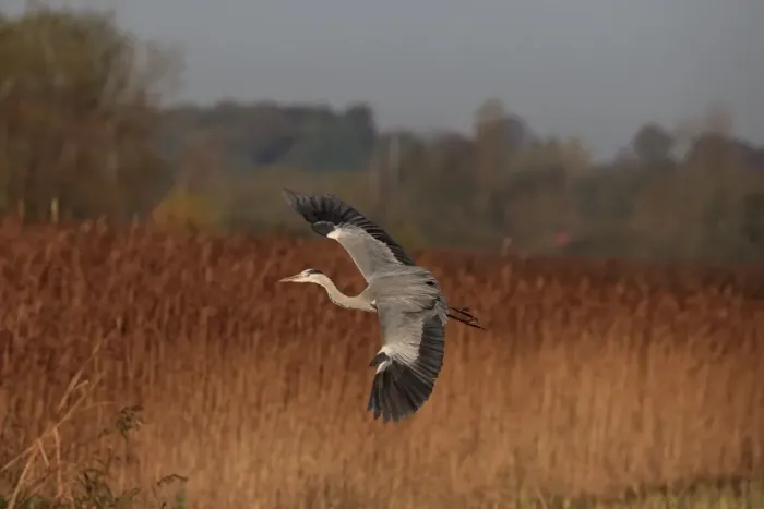 Framed Print : Grey Heron (Ardea cinerea) adult, in flight over reedbed, Norfolk, England, November Framed Print : Grey Heron (Ardea cinerea) adult, in flight over reedbed, Norfolk, England, November