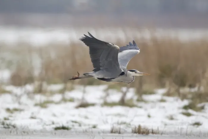 Framed Print : Grey Heron (Ardea cinerea) adult, in flight over snow covered marshland, Suffolk, England, January Framed Print : Grey Heron (Ardea cinerea) adult, in flight over snow covered marshland, Suffolk, England, January