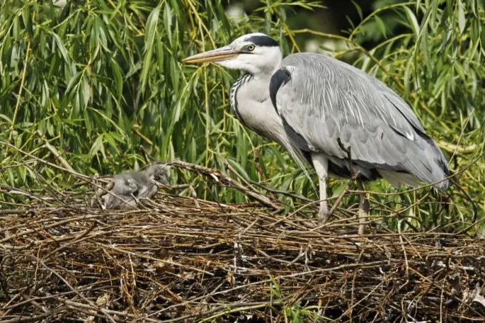Framed Print : Grey Heron (Ardea cinerea) adult with chick, at nest in tree, Midlands, England, april Framed Print : Grey Heron (Ardea cinerea) adult with chick, at nest in tree, Midlands, England, april