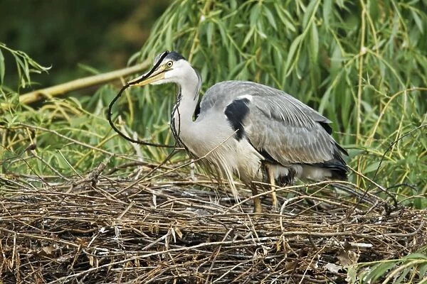 Grey Heron (Ardea cinerea) adult with chick, adding stick nesting material to nest in tree, Midlands, England, april