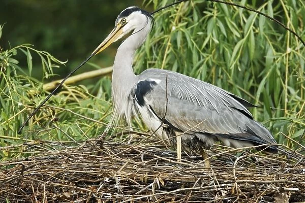 Grey Heron (Ardea cinerea) adult with chick, adding stick nesting material to nest in tree, Midlands, England, april