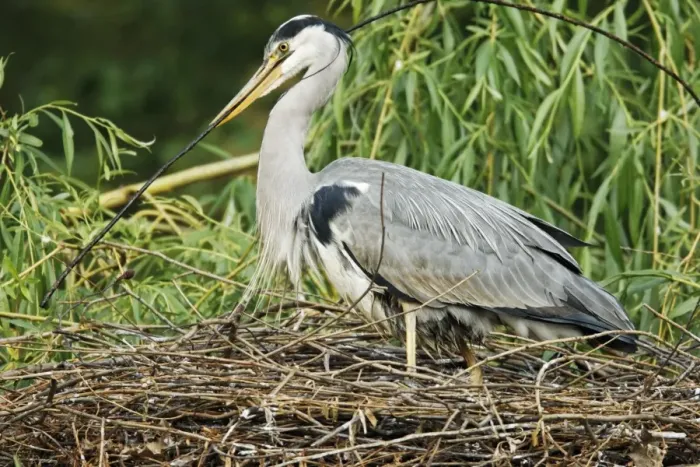 Framed Print : Grey Heron (Ardea cinerea) adult with chick, adding stick nesting material to nest in tree, Midlands, England, april Framed Print : Grey Heron (Ardea cinerea) adult with chick, adding stick nesting material to nest in tree, Midlands, England, april