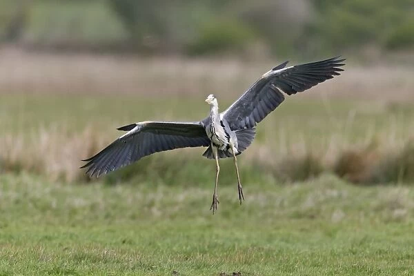 Grey Heron (Ardea cinerea) adult, in flight, with alulas raised, landing on marshland, Suffolk, England, May
