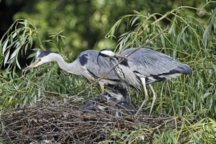 Framed Print : Grey Heron (Ardea cinerea) adult pair, adding stick nesting material at nest with chicks, in urban parkland, London, England, may Framed Print : Grey Heron (Ardea cinerea) adult pair, adding stick nesting material at nest with chicks, in urban parkland, London, England, may
